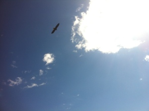 Eagle circling above our heads